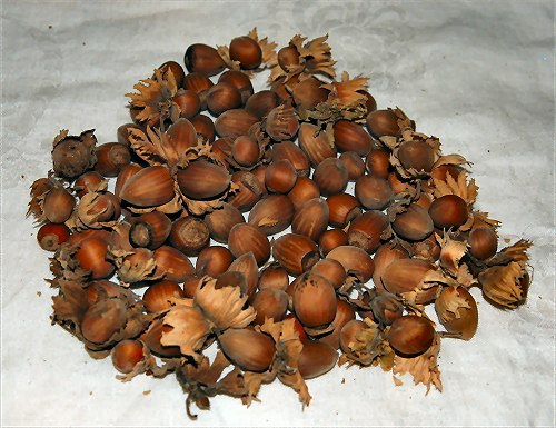 Hazelnut tree yields - 2011