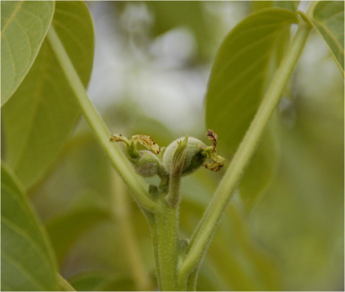 photo of walnut bud