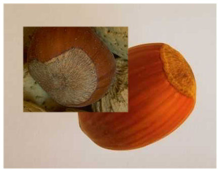 photo of hazel nuts (filberts)