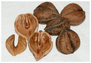 photo of heartnuts