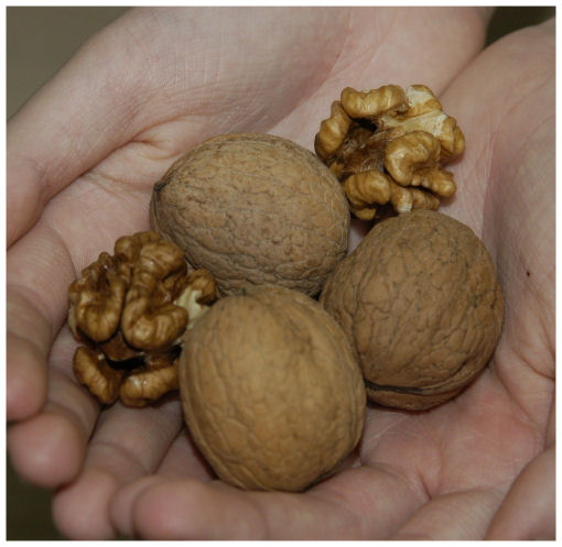 photo of English walnuts